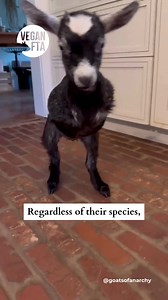Disability does not mean inability 👀 Regardless of appearance, size, shape or abilities, all sentient beings, whether human or not, deserve respect 🙏 Today is the International Day of Persons with Disabilities, an opportunity to remember that disability is not a morally relevant reason for discrimination, in the same way that race, class, sex, age or species are not 💞 #disability #disabilities #animals animalrights #vegan | Vegan FTA