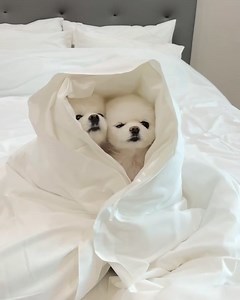 4.2K views · 116 reactions | So cute ............ . ---------------- . #lowchen#blackpom#pomeraniansofinsta#pomeranian#teacuppomeranian#pomapoo#pomboy#smalldog#japspitz#poème#igpoms#pomeraniangirl#dwergkees#zwergspitz | Pomeranian lover the world | Facebook