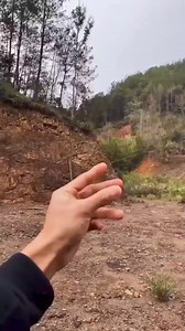 Burung Cinta (Lovebird Lutino) Adalah nama umum untuk genus Agapornis sekelompok kecil burung beo dalam keluarga burung beo Dunia Lama Psittaculidae. Dari sembilan spesies dalam genus tersebut semuanya berasal dari benua Afrika dengan lovebird berkepala kuning yang berasal dari pulau Madagaskar di Afrika. #fbpro #reels #birds #viral #burung #gacor #masteran #fyp | Azka Kicau