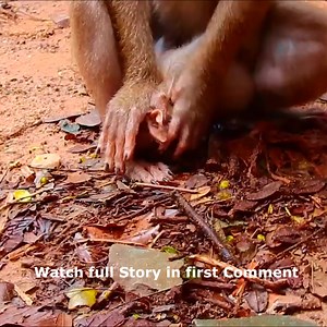 This scene Libby k-illing adopt baby Rainbow Watch full Story in first comment | Cute monkey family