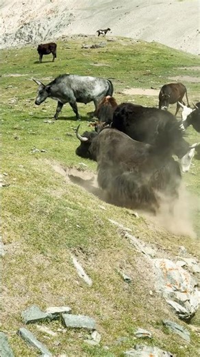 Guardians of glaciers yak #animals#viral #mountains #nature #beautiful