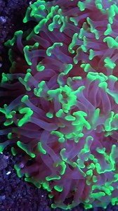 12 reactions | Watch the mesmerizing dance of the Hammer Coral  #hammertime #hammercoral #coralfarm #diversden #reeftank #reeflife #saltwateraquarium #allmymoneygoestocoral | LiveAquaria.com | Facebook