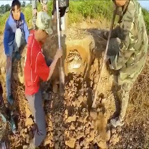 Caught 2 super big Python in my garden | Selectify