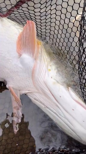 #fishing #pescuit #pike #muskie #stiuca #relax #nature #reelsfbシ #fyp #reels | sorinfishing