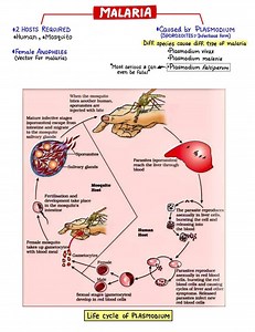 42 HOSTS REQUIRED *Human, *Mosquito-Female Anopheles (Vector f... | Filo