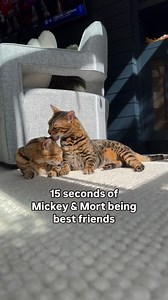 So glad I got this on video!! 🥹 | Mickey and Mort