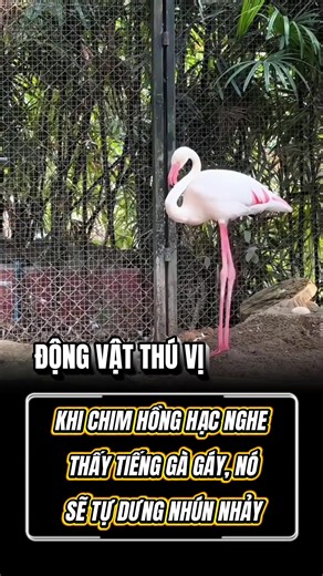Chim Hồng Hạc Nhảy Múa Hay Kiếm Ăn?