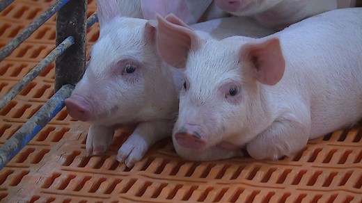Economist: 2023 'would go down as the worst year for pork producers ever' in Iowa