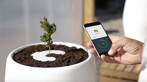 Ever wanted to be turned into a tree when you die? Now you can. | Futurism