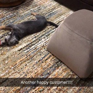 Swear Macy was just as happy as the customer !!!!! #owrugs #orientialweavers #rugs #brickandmortarlessfurniture #acimafinancing #designerfurniture #customfurniture #luxuryfurniture #qualityfurniture #highriseliving#interiordesign #interiorfurniture #livingroom #funwithcolors #lasvegaslocal #lasvegasfurniture #livingroomgoals #familyroomgoals #homefurniture #homedecorgoals #lakelasvegas #hendersonnv #summerlinliving #southernhighlandslv | Brick and Mortarless Furniture | Facebook