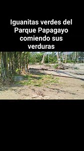 14K views · 95 reactions | Parque Papagayo Acapulco on Reels | Facebook