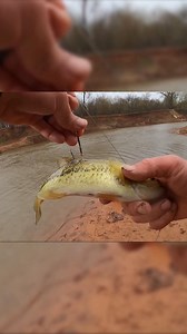 smh at this guy extended version look what he did at the end all that for nothing? jail him! | Chasing the Moby