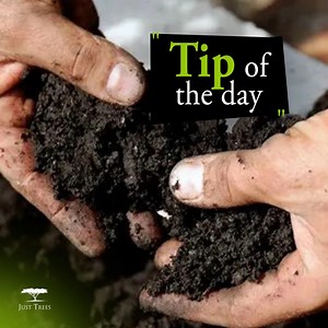Effective soil aeration for trees enhances the availability of oxygen, water, and nutrients, thereby promoting the vitality of your trees. Follow these steps for optimal results:​ 🌳 Choose the right time: Perform aeration during the growing season when trees actively require nutrients and water.​ 🌳 Select the proper tools: Utilise specialised soil aeration tools like aerators or soil augers.​ 🌳 Determine hole spacing: Adjust spacing based on soil compaction severity and tree root depth.​ 🌳 A