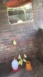 10K views · 166 reactions | Spider-Duck | Pets Plus | Facebook