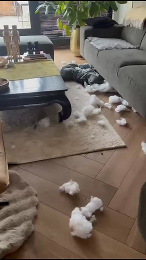 12 reactions |   CoCo onze oudste wonderwolk wordt vader. Tenminste hij is goed opweg. Vandaag tapte ze drie buisjes wonder melk bij hem weg. Alsof hij het vanochtend al aan zijn water voelde, zie footage. Morgen heeft hij nog 1x een date. Ben benieuwd hoeveel taps hij morgen komt. #bullmain #miniatuurbullterrier #dondada #puppies Nombre de Dios. | Kantje Boord | Facebook