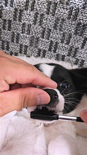 2.1K views · 234 reactions | Cute Stray Puppy Gets a Spa ✨ | Paw Squadron | Facebook