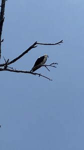 Osprey calling to mate | Bird Feeder Hub