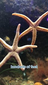 Sea Stars may not have a brain, but they sure know how to shine🌟These incredible creatures can regenerate their arms and even use their tube feet to move and catch food. #seastars #animalfacts #sealifebrighton | SEA LIFE Brighton