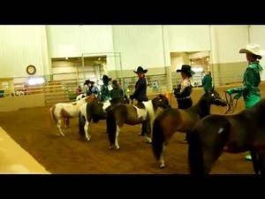 Mini Horses - Youth Showmanship, 13 - 18 !