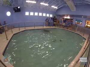 Turtle Arrives at Navarre Beach Sea Turtle Conservation Center!