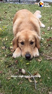 3.6K views · 243 reactions | Quiet Golden Retriever Joins a Family With Two Screaming Huskies | Hope For Pets | Facebook