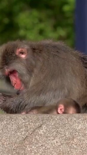 30K views · 222 reactions | A zoo welcomed this adorable new baby Japanese macaque monkey! - #monkey #babymonkey #zoo #wisconsin | FOX5 Las Vegas | Facebook