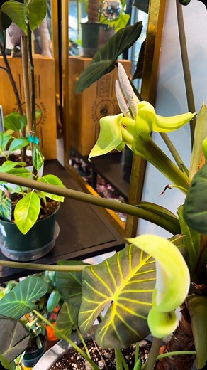 🌿 Alocasia Regal Shield in Bloom! 🌿 Take a look at this stunning double-joined flower on our Alocasia Regal Shield! It’s always a special moment when this beautiful plant decides to flower—an event that showcases its resilience and unique charm. Fun Facts: ✨ The flowers of an Alocasia are not its primary feature, but when they appear, they are truly breathtaking! They form on a spadix wrapped by a spathe, much like other members of the Araceae family. ✨ Flowering typically occurs when the plan