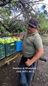10K views · 289 reactions | Guayabas y Limones por cajilla en La Paz centro Teléfono +505 8413 9613 Cajilla de guayabas 500 Docena de limones 40 | Carlos Valle Vlogs | Facebook