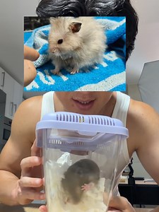 Os presento al sucesor de Tilin | hamsters