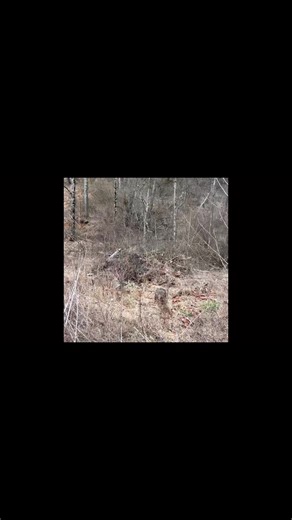 We raise “hard dogs” that will plain out get the job done! The GWP and Jagdterrier is our lines. The blue Lacy was here for training. You can’t train hardness it’s bred in. Want a good hard dog that will do it all? Get on our versatile breeds pup list! | Longspur Tracking and Outfitting