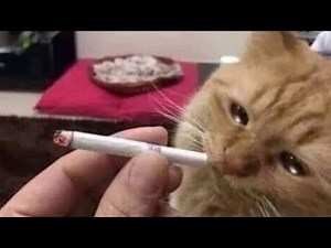 Unexpected Memes Compilation 11