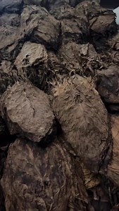 In the pre-industry, every tobacco leaf passes through expert hands that carefully oversee every detail, from selection to curing. This is where the soul of a fine cigar begins: patience, tradition, and passion that transform into a unique experience in every smoke 🍂 #pichardocigars #tabacalerapichardo #cigarlifestyle #smokergirl #cigarlover | Amanda Pichardo