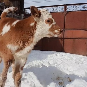 22K views · 2K reactions | Ready Tskan! (Tscan. Meat pie) 數Very tasty recipe! Lezgin cuisine | Daily Cook Recipe | Facebook