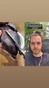 #duet with Chefs and Dogs Link in our bio for the full Homemade Diet Guide for Dogs & Cats! ☺️🐾 #thebkpets #bkreacts #homemadedogfood #dogfoodrecipe #homemadedogfoodrecipe #chefsanddogs | The BK Pets