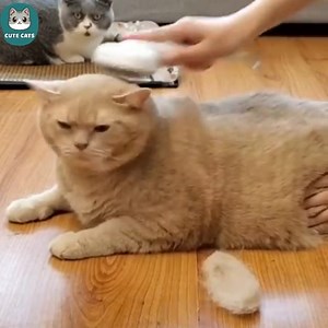 23K views · 1K reactions | I'm not fat, just fluffy | Cats Cute | Facebook