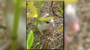 Dunes destruction threatens rare Anastasia Island beach mouse