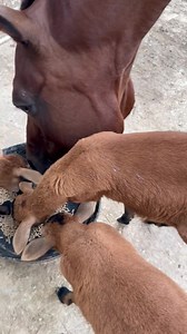 Animal Flower Cave on Reels