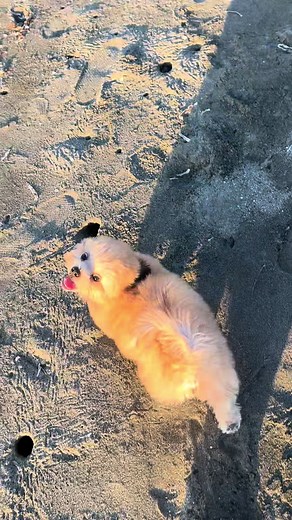 Sunset Stroll with Adorable Shih Tzu