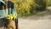 Les fleurs jaunes d’Acacia pycnantha se trouvent dans la poche de...