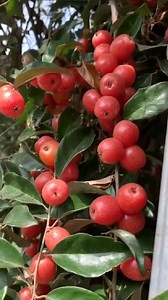 Silver Berry (Elaeagnus Commutata) #silverberry #berry #maprang #plummango #mango #mangofruit #fruit #fruits #fruitplants #exoticfruitplant #fruitplantnursery #fruitplant #fruitplantnurseryinkerala #fruitplantnurseryinindia #tropicalfruit #tropicalfruits #fruittree #nature #naturephotography | Veliyath Gardens