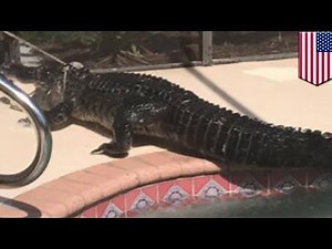 Alligator in pool: Florida family finds massive gator chillin in their pool - TomoNews