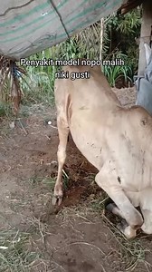 551K views · 1.8K reactions | ..?? Pecinta Sapi FYPシ Sapi Limousin Brahman Simmental Sapi bull | Blantik milenial | Facebook