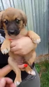 P0811009 One year ago Tattie was rescued after he was abandoned on busy roadside at just weeks old part2 | Perfect Movie | Facebook