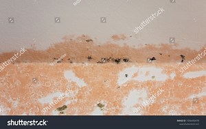 Mould Fungus Texture Detail Molding Interior Stock Photo 1056430478 | Shutterstock