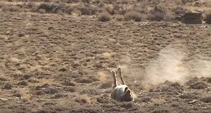 110 Coyote Kills in Less Than 4 Minutes
