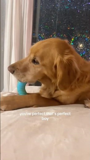 coming home to my golden retriever🥵 #goldenretreiver #dog #india #puppy #happypuppy #foreverpuppy