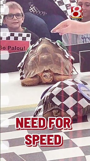 Tortoise race at thw 2025 Zoopolis 500 🏁🐢#shorts