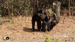 Bomba, a real queen 👑! Remember her ? 🐵 Despite her young age, Bomba is perfectly integrated into our group of adults, who take very good care of her ! 🥰 Here Nimba is carrying her and Bomba is at ease vocalizing and greeting Sita ! 🤗 #monkeys #chimpanzees #apes #guineanforestsofwestafrica #nationalpark #wildlife #chimpanzeeconservation #loveanimal #queen #littlequeen #ontheback #strolling | Chimpanzee Conservation Center