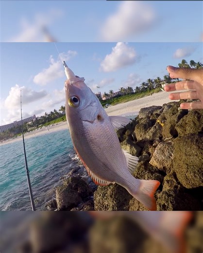 Saltwater Fishing gets me HYPED! Beach Fishing in the Bahamas | 1Rod1ReelFishing