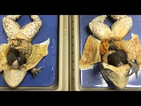 Frog Dissection: Internal Anatomy